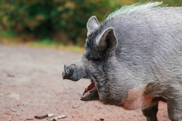 
Beautiful pig. Gray pig with a wet nose. The animal walks through the forest. The face of the pig. Open screaming mouth