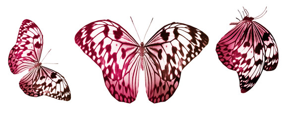 Color butterflies , isolated on white background