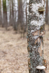 birch tree trunk