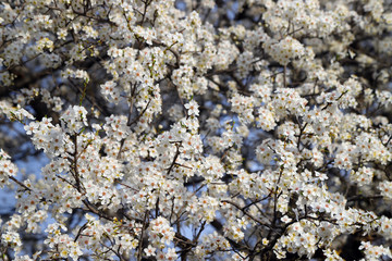 Flowers of the cherry blossoms on a spring day.savsat/artvin
