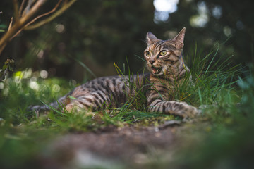 Katze zeigt die Zähne
