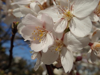 white blooming cherry tree in the spring