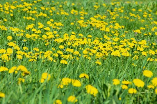 Fields of blooming yellow dandelions among green grass