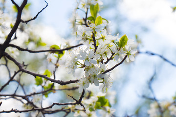Young blossoming leaves of trees against the sky.