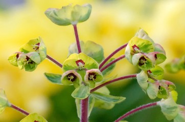 Euphorbia characias,flowering spurge in spring against a blurred green-yellow background