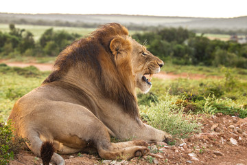 Löwe im Addo Elephant Nationalpark