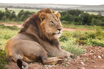 Löwe im Addo Elephant Nationalpark
