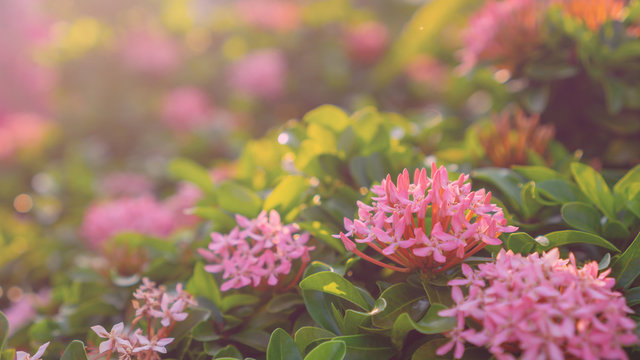 Bunches of pink color petals Ixora Flower plant blossom on blurry green leaves backgrounds under soft sunlight morning