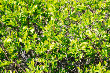 Bush with green leaves close-up