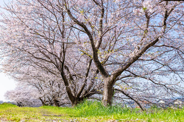 静岡県富士市　龍巌淵の桜