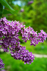 Fototapeta na wymiar purple lilac in the garden on a branch in the spring garden