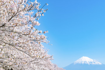 静岡県富士市　龍巌淵の桜と富士山