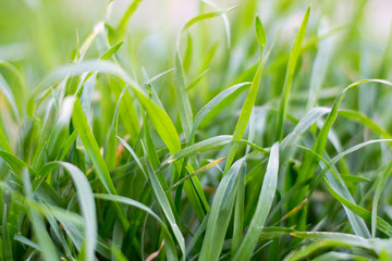 Close up of fresh thick grass early in the morning