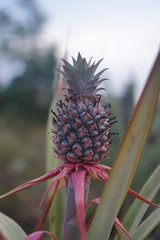 Fototapeta premium Pineapple in the middle of a pineapple plantation