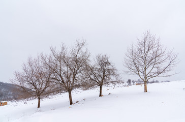 Wonderful winter scene with lonely trees. March 18, 2020 Turkey 