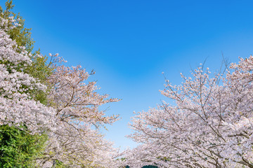 Obraz na płótnie Canvas 静岡県富士市　岩本山公園の桜