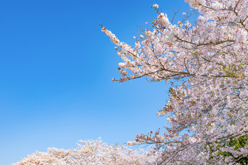 静岡県富士市　岩本山公園の桜