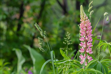 pink flowers in the grass