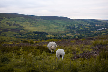 Wicklow Irlandia © Natalia