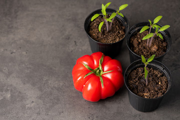 large juicy tomatoes and a pot with tomato sprouts seedlings  garden theme. Copy space in left side 