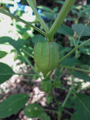 Physalis angulata (ceplukan, ciplukan, husk tomatoes, groundcherries, physalis peruviana, Inca berry, Cape gooseberry, poha berries, golden berries) tropical plant that is useful for medicine or fruit