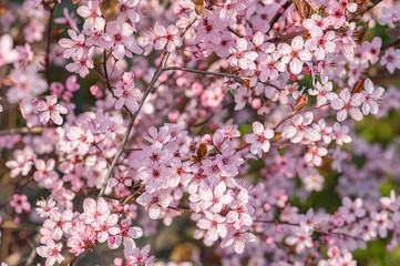 Naklejka premium Prunus