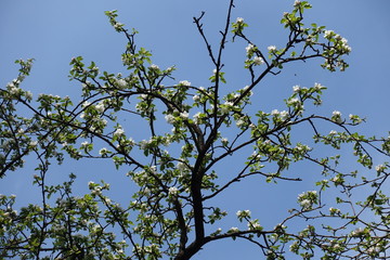 Black branches of blossoming apple tree against blue sky in April