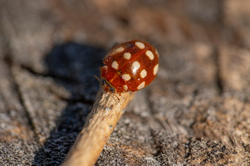 Marienkäfer