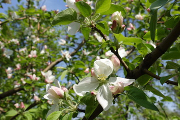 Bright flowers in the leafage of apple tree in April