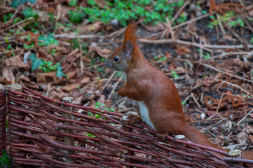 Eichhörnchen