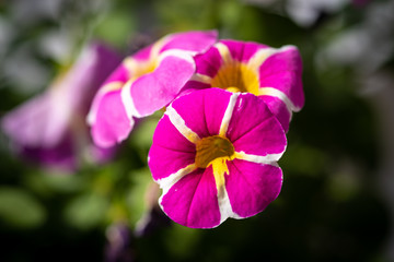 Blooming petunia with small purple flowers and yellow stripes.