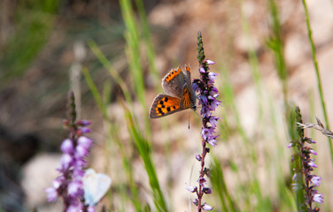 Fototapeta premium Butterfly Col de Espinouse France Languedoc