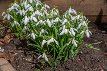 Clump of Snow Drops