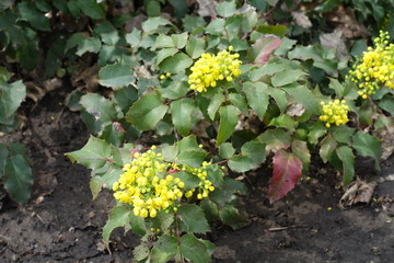 Fototapeta premium Opening yellow flowers and buds of Mahonia aquifolium in April