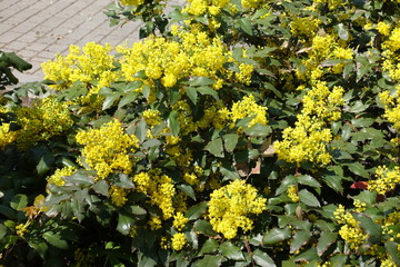 Vibrant yellow flowers in dark green leafage of Mahonia aquifolium in April