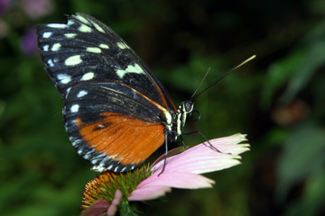 Fototapeta na wymiar Tropical butterfly
