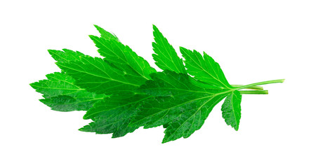 Obraz premium White mugwort plant (Artemisia lactiflora) on white background .