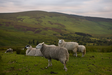 Wicklow. Irlandia © Natalia