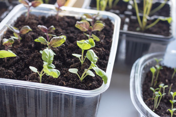 young Basil greens grown from seed