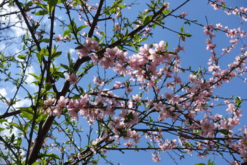 Crossed branches of blossoming peach tree against blue sky in April