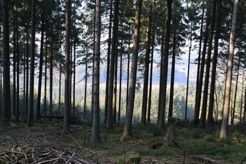 morning in the woods