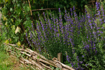 flowering bell on a flowerbed
