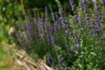 flowering bell on a flowerbed