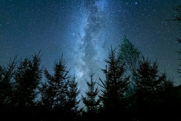 Starry night above the forest showing the milky way