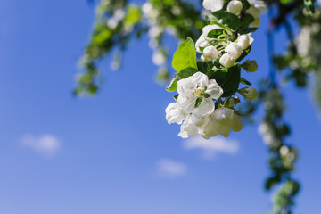 Blooming apple tree branch