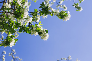 Blooming apple tree branch
