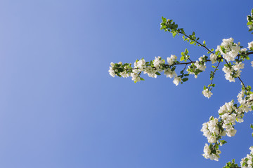 Blooming apple tree branch