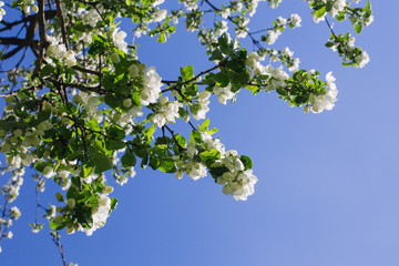 Blooming apple tree branch