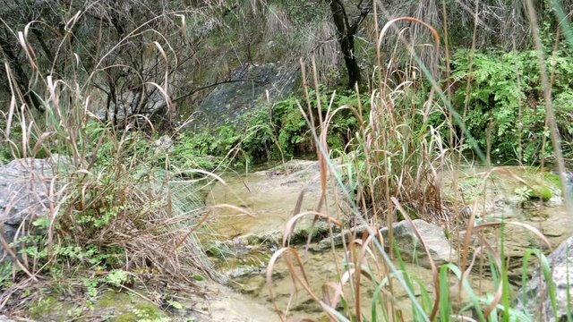 Water flowing by a small creek