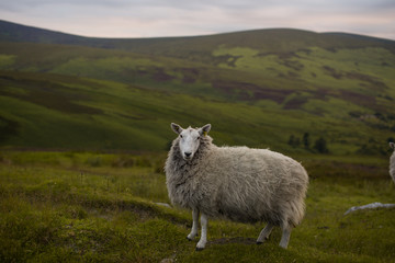 Wicklow. Irlandia © Natalia